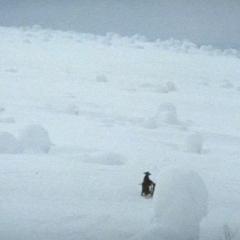 带子雄狼6：雪原生死道 - gA33LF89vNnfgFHNacdLOP6wrj8.jpg