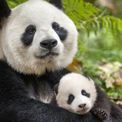 我们诞生在中国 - 7r6FzI6TpymhXVf2QIfPR32ddi0.jpg
