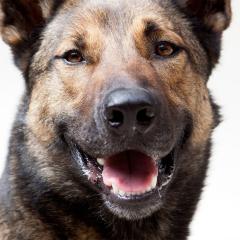 军犬麦克斯 - tYnyJhVgsehgAJ9CDWPCIJ6DAuN.jpg