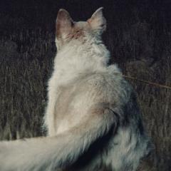 黑夜造访 - 5QL2x4a6yEKpwsKeWBptwzcvhTe.jpg