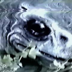 寻找蛙人 - lGXg2SUbWwtMV7hepW7tIC6TFBE.jpg