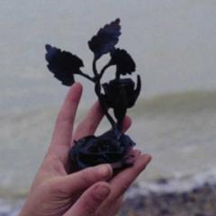 铁玫瑰 - x0lvy1jLtdb1QMnqfR2sdJF8jr8.jpg