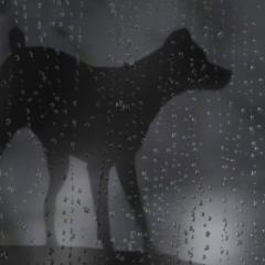狗心 - sUJeXisyw3j6O9EOcPaPCupiLD2.jpg