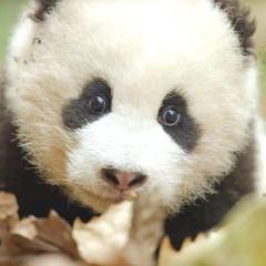 我们诞生在中国 - bezBbUy7ochJW4mUsvxNy8QYb7I.jpg