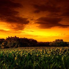 玉米田的小孩2 - 6JmCY1oDzZcxHaL0vTnNGQ8nG5c.jpg