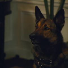 军犬麦克斯2：白宫英雄 - 9UYZmhfGYS8A7toFopU2BJrxtz9.jpg
