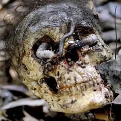 人食人实录 - dJbwc24fCOKYVyiWvcFTQTwsbMt.jpg