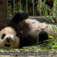 熊猫淘淘 - d1a3d40abcfe7632.png