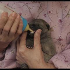 向日葵与幼犬的7天 - 7-Days-of-Sunflower-and-Her-Puppies-1.jpg