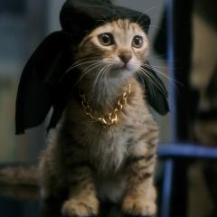 基努猫 - lwdViUKifDEufIysDQyVMciYk9U.jpg