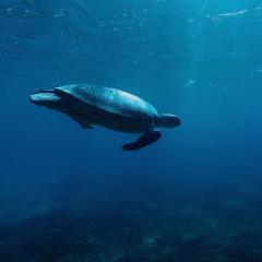 海洋 - 1lREqGeJIpwtvhk84xSRdDYC6m1.jpg