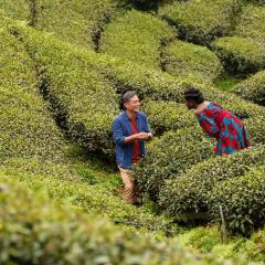 以爱之茗 - kamWCyGMtBQ6sYrKlZmArHFop1m.jpg