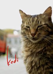 伊斯坦布尔的猫