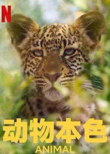 动物本色