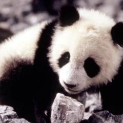 小猫熊历险记 - 1fZlLZxYI2kmsymlrOrGXHyWkXS.jpg