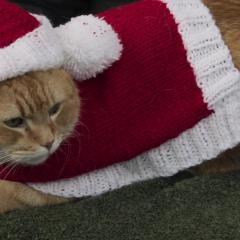 流浪猫鲍勃2：鲍勃的礼物 - vfOstNciMd7M505qyaOCk9vfMMh.jpg