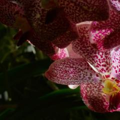 植物王国 - 7FrImKLo2Vla7Evv7pPvK9g96wC.jpg
